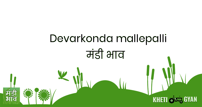 Devarkonda(Mallepalli) मंडी भाव की ताज़ा तस्वीर